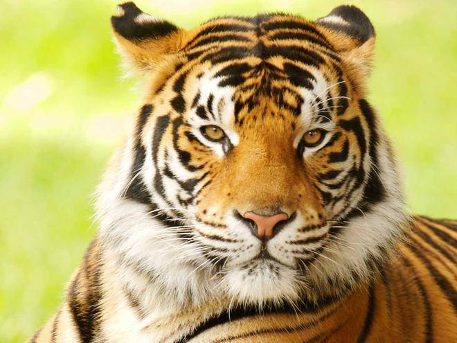 Dozens of frozen tiger cubs discovered at Thai temple 