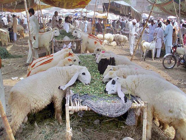 Sacrificial animals wait for their buyers at a make-shift sacrificial animals market established for the upcoming festival Eid-ul-Azha, at Superhighway in Karachi