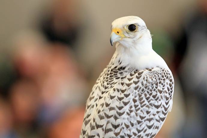 Birds diplomacy: Permit issued to Dubai ruler for export of 25 rare falcons