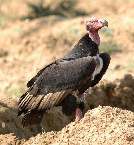 Feature: Saving Rare Birds of Pakistan