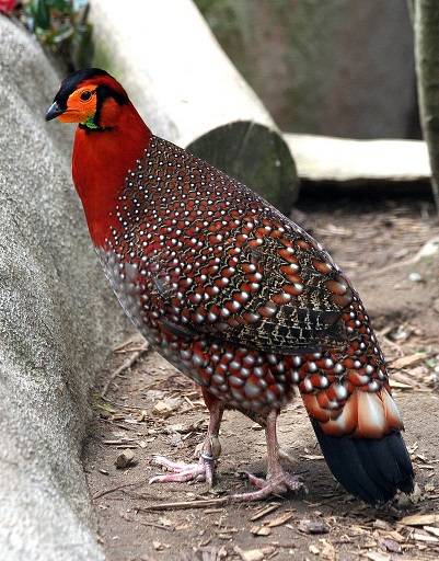 Feature: Saving Rare Birds of Pakistan