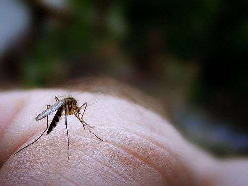 Sterile mosquitoes released in Miami to battle disease