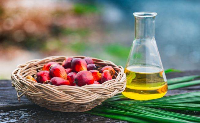 Indonesia asked to setup JVs for palm oil production in Pakistan