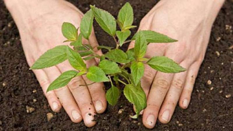 Asad Umar launches spring tree plantation campaign in Islamabad today