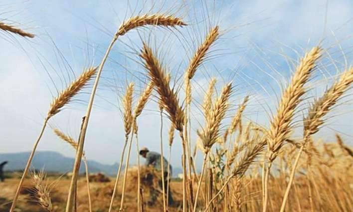 2.3M tonnes of wheat available in Punjab, food secretary informs LHC