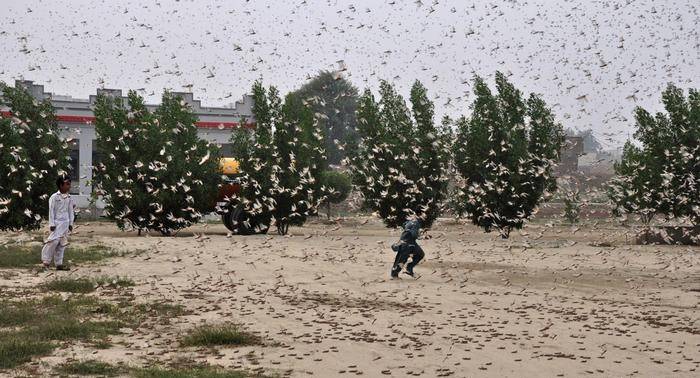 China, India to join hands to fight worst Locust outbreak in Pakistan