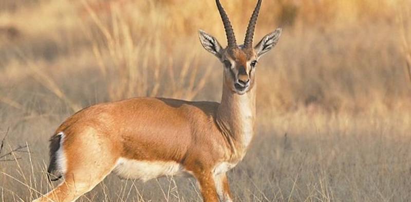 Seven rare deer found dead in Bahawalpur Zoo 