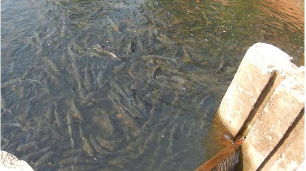 Hundreds of fish found dead in river Sutlej