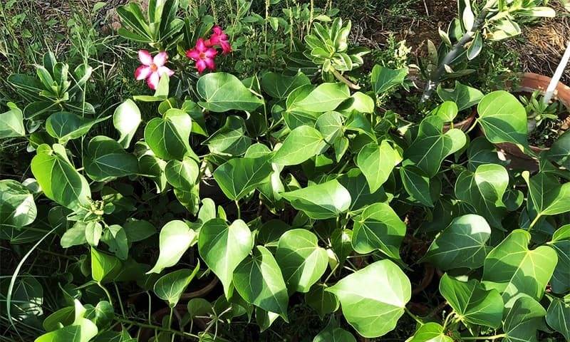 PHA to develop Asia’s largest Miyawaki urban forest in Lahore: Buzdar