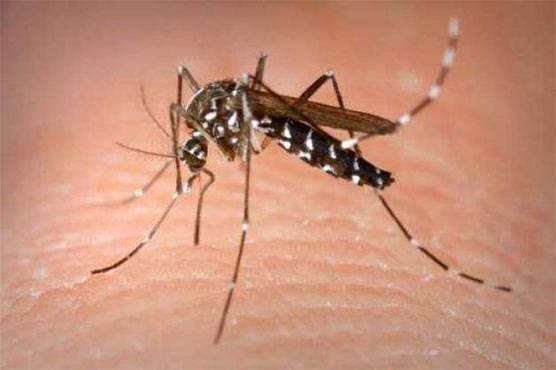 84 new dengue cases reported in Islamabad