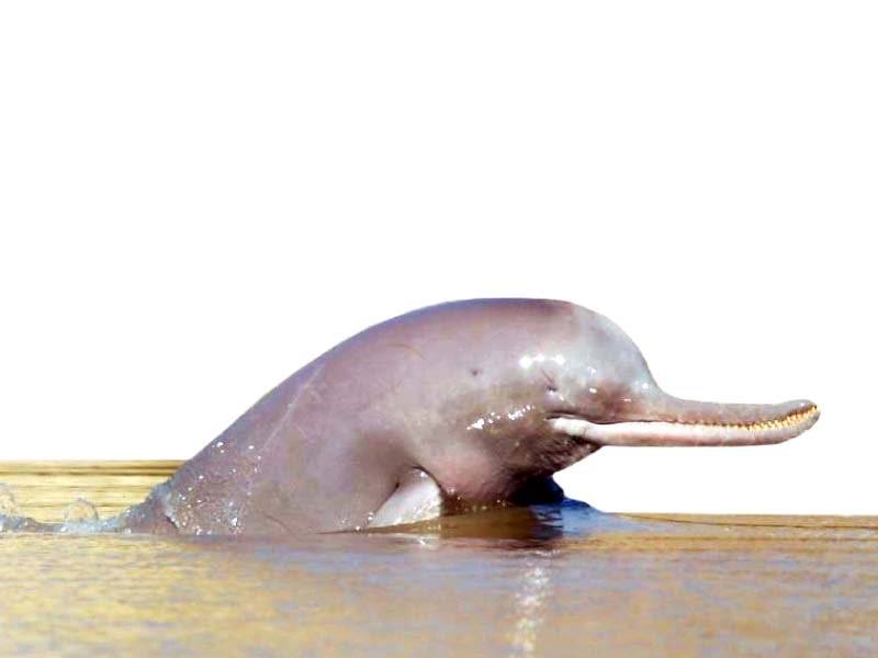 Two stranded blind dolphins rescued in Sukkur 