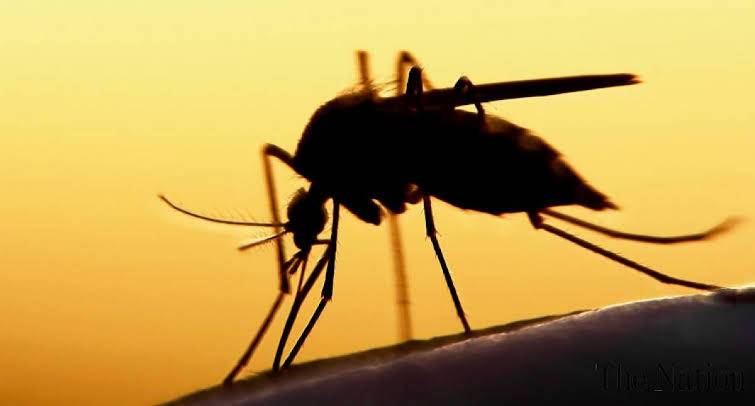 92 more test positive for dengue fever in Islamabad