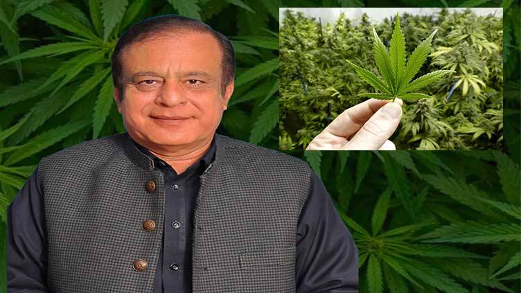 First officially planted cannabis crop ready in Pakistan