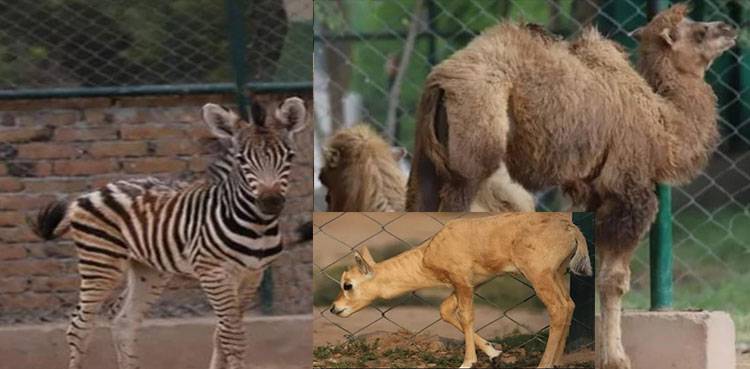 Peshawar zoo welcomes new guests