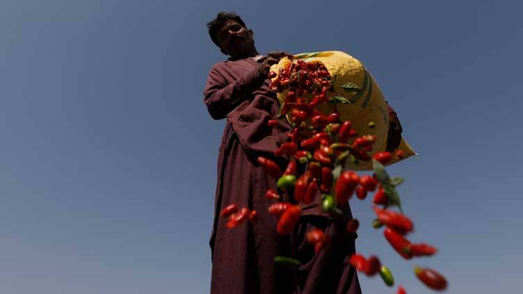 First heat, then floods wipe out farms in Pakistan's chili capital