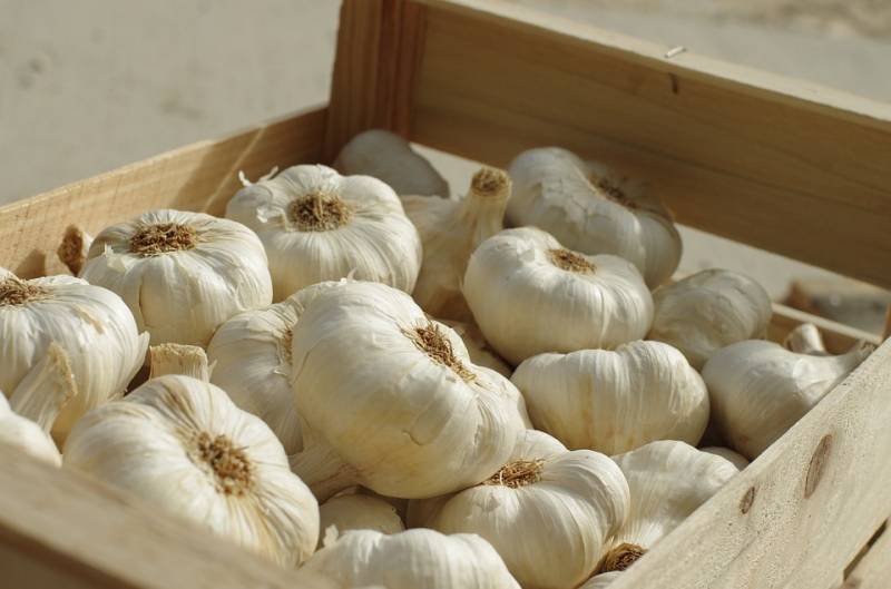 Pakistan plans export of new garlic variety