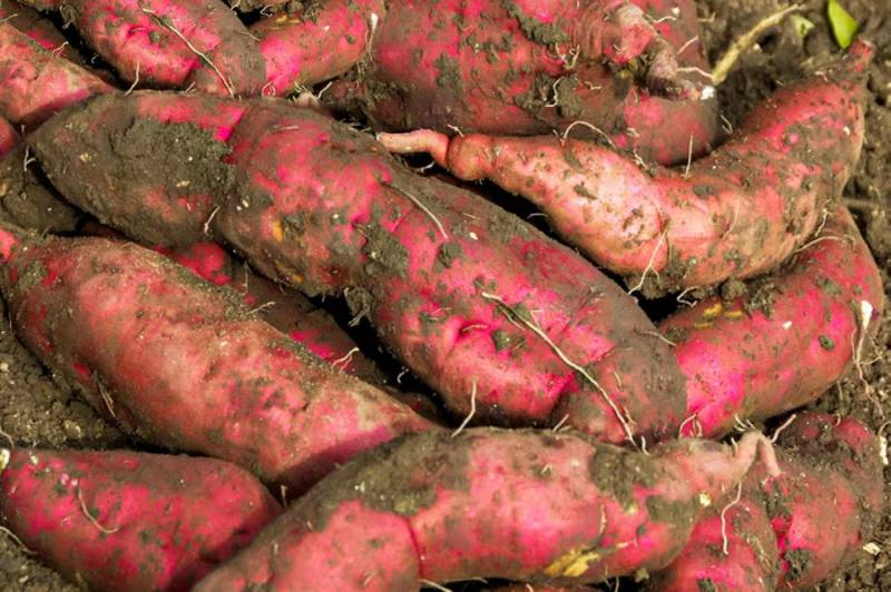 Sweet potato cultivation to power up industrial wheel