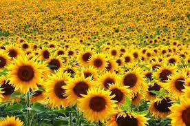 Sunflower cultivation to help cut Pakistan’s edible oil import bill