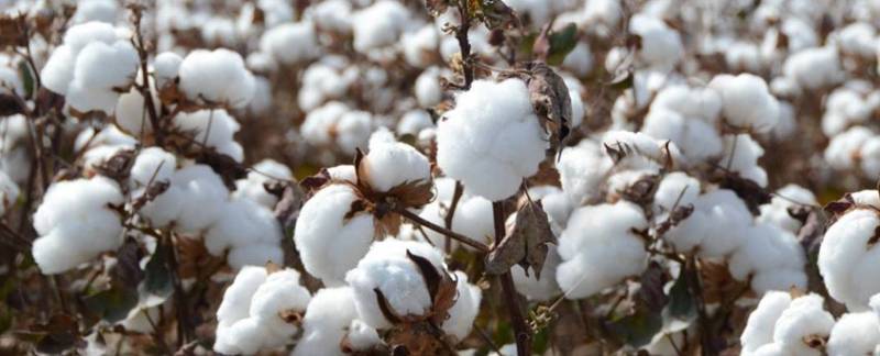 Punjab plans to bring one million acres under early cotton cultivation