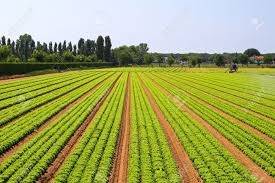 Agriculture sector shows substantial performance in Rabi 2023-24