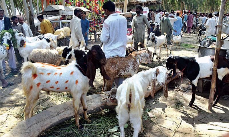 Section 144 imposed in Lahore against sale of sacrificial animals on roads, streets