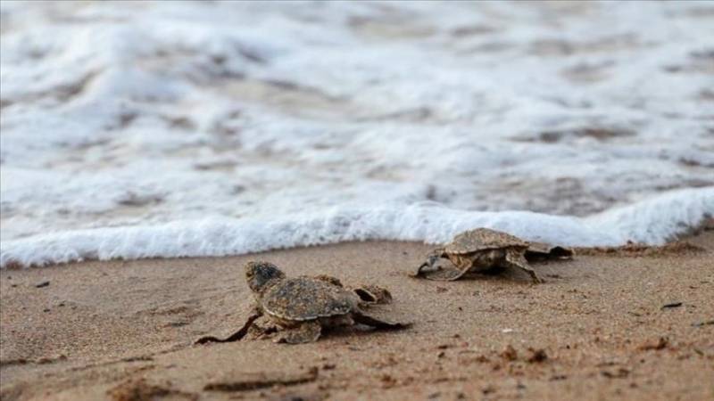 Four including two women drown at Karachi's Turtle, Seaview beaches