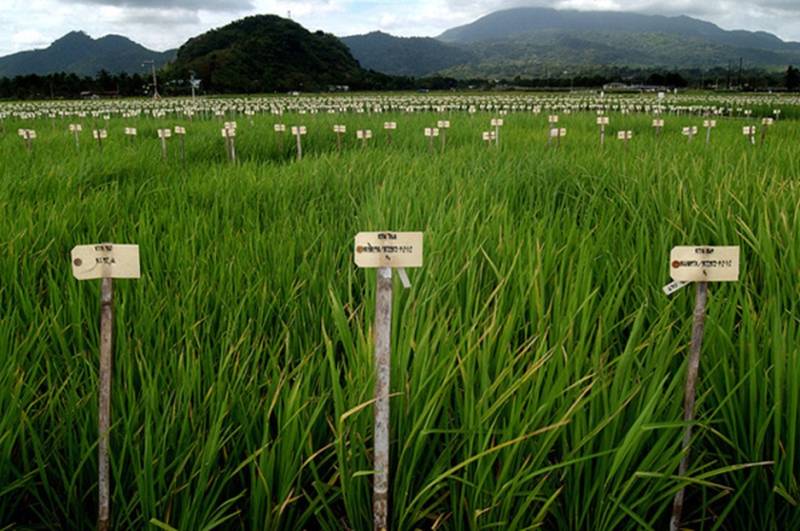 Pakistan must transition to sustainable rice production methods for food security