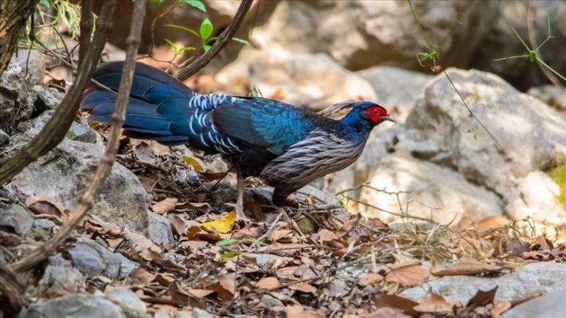  Pakistan’s rare wild pheasants being pushed to the edge