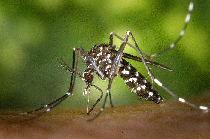 Rawalpindi reports 17 dengue cases in last 24 hours