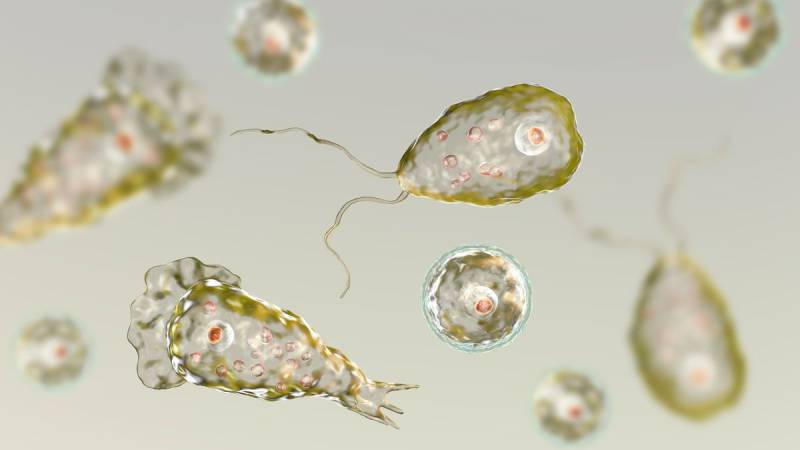 Naegleria fowleri claims another life in Karachi, bringing year's total to five