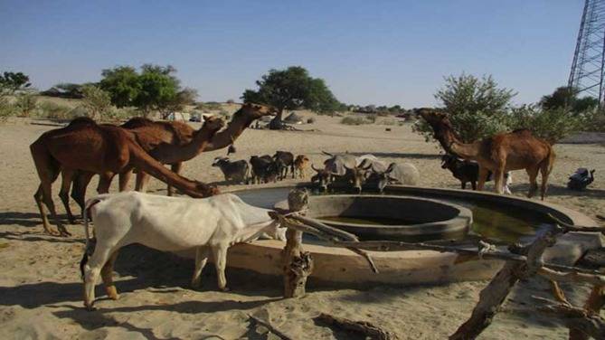 Thar’s immense livestock potential remains untapped