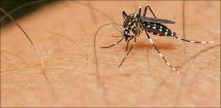 Punjab reports 35 new dengue cases in one day 