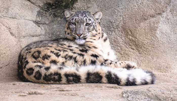 Pakistan seeks global climate symbol status for snow leopard at UNGA