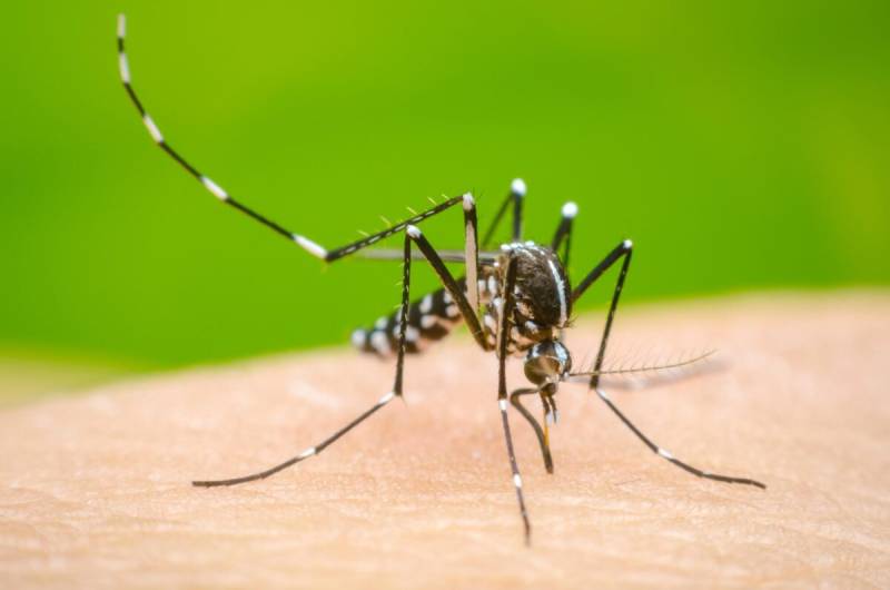 Punjab health department confirms 149 new dengue cases in 24 hours