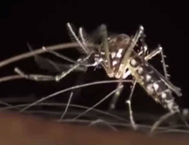 Dengue cases surge in Punjab with 172 new infections in 24 Hours