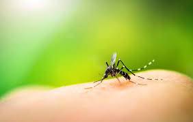  Rawalpindi reports 93 new dengue cases in last 24 hours