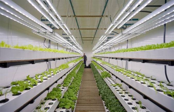 Vertical farming best option for water-deficient Pakistan