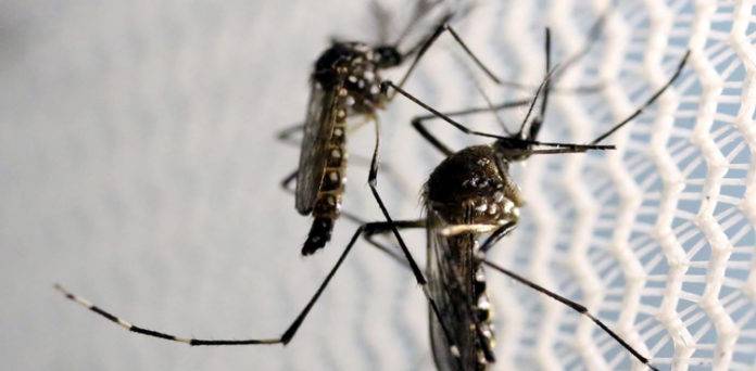 Dengue cases rise in Rawalpindi, health officials urge preventive measures