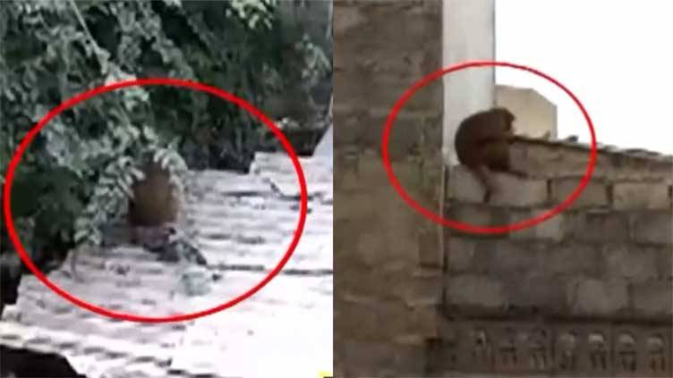 Four monkeys cause stir in Karachi