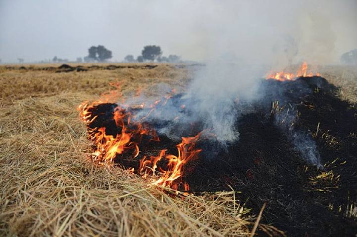 Punjab govt launches agriforest initiative to combat smog, pollution