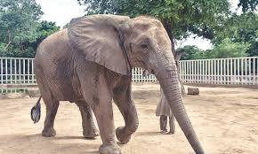 Sonia, African elephant at Karachi Safari Park, dies suddenly