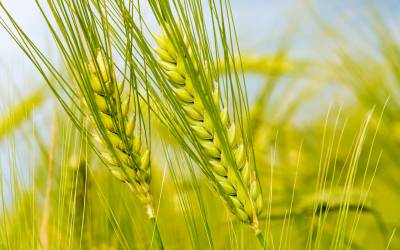 declining trend of wheat crop yield continues declining trend of wheat crop yield