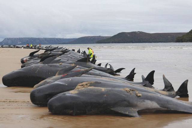 Race to save almost 50 pilot whales after same number die in mass stranding  on WA beach, Whales