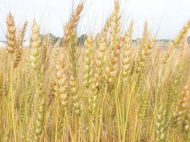 High wheat price to fuel inflation