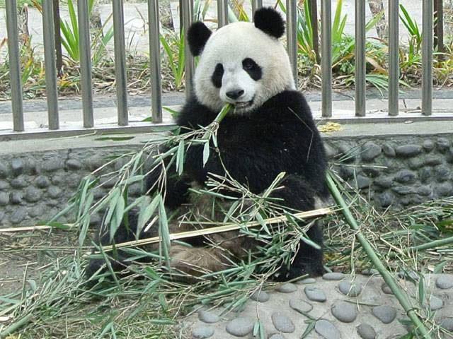 Chinese pandas arrive in France