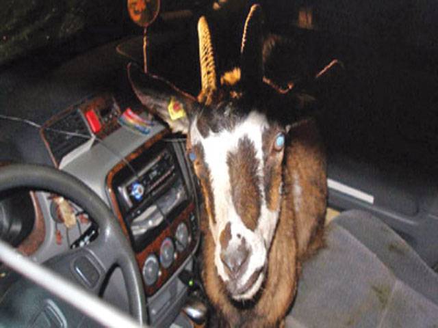 Goat hijacks car