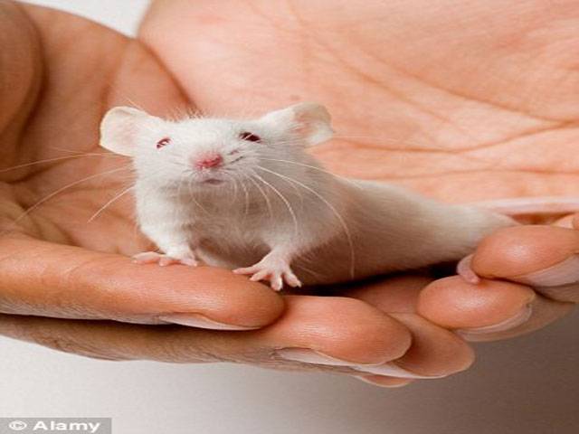 Chemical helps blind mice see