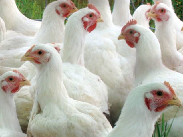 Market mechanism brings chicken rate down by Rs 90/kg in Ramazan