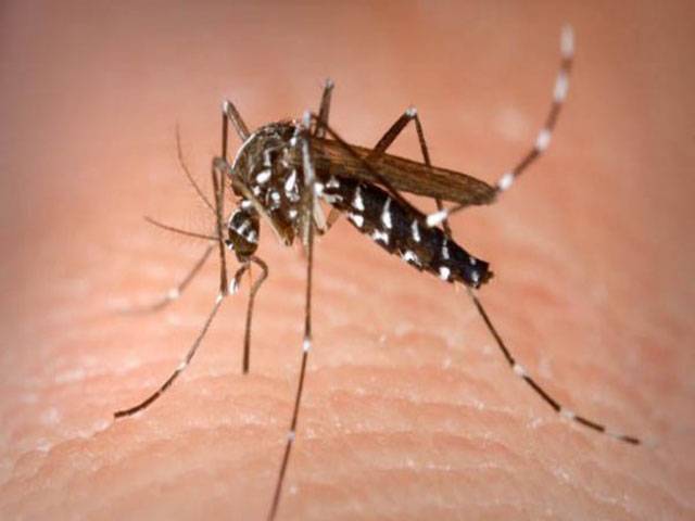 Seminars planned over dengue virus