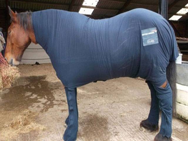 Itchy horse gets first class pyjamas